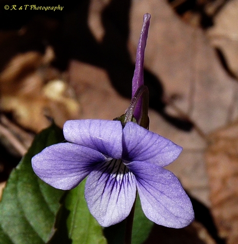 {Viola rostrata}